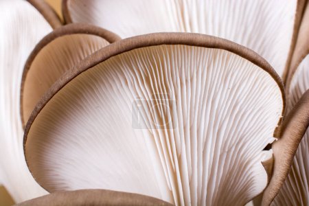Photo for Oyster mushroom or Pleurotus ostreatus as easily cultivated mushroom - Royalty Free Image