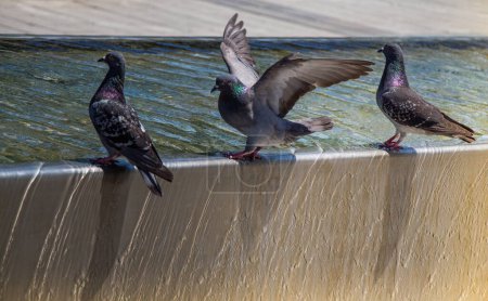 Téléchargez les photos : Les pigeons assoiffés boivent de l'eau par une chaude journée à la fontaine - en image libre de droit