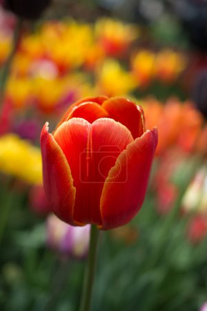 Foto de Flor de tulipán colorido excepcional en el jardín de primavera - Imagen libre de derechos