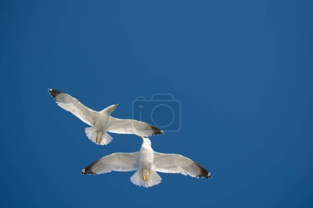 Téléchargez les photos : Paire de mouettes volant en bleu fond de ciel - en image libre de droit
