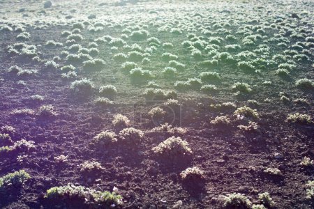 Téléchargez les photos : Herbe sauvage sur prairie montagneuse en été à Artvin en Turquie - en image libre de droit
