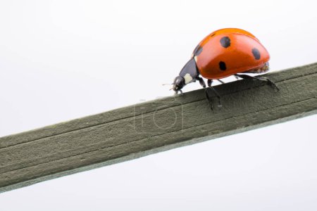 Photo for Beautiful photo of red ladybug walking on a wooden stick - Royalty Free Image