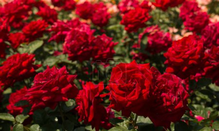 Téléchargez les photos : Floraison beau bouquet de roses dans le jardin de printemps - en image libre de droit