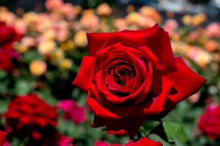 Téléchargez les photos : Belle fleur de rose colorée sur fond de jardin - en image libre de droit