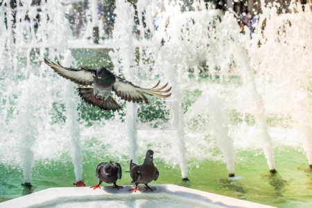 Photo for Thirsty pigeons drink water on a hot day at the fountain - Royalty Free Image