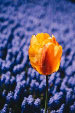 Foto de Flor de tulipán único colorido en el jardín de primavera - Imagen libre de derechos