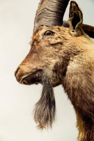 Foto de Cabra salvaje de montaña marrón con dos cuernos enormes - Imagen libre de derechos