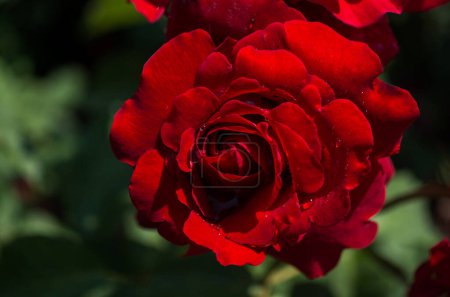 Foto de Floreciente hermosa rosa de colores en el fondo de la naturaleza jardín - Imagen libre de derechos