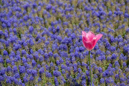 Foto de Floración hermosas flores naturales de colores como fondo floral - Imagen libre de derechos