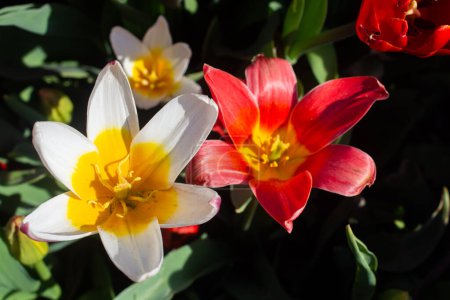Foto de Flores de tulipanes florecientes como fondo de planta floral - Imagen libre de derechos