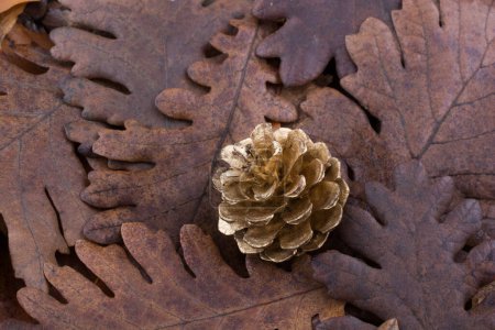 Photo for Pine cone placed on a background covered with dry leaves - Royalty Free Image