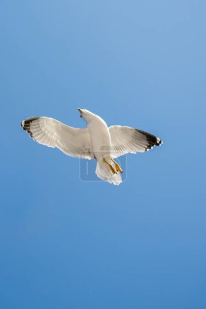 Téléchargez les photos : Mouette unique volant dans un fond bleu ciel - en image libre de droit