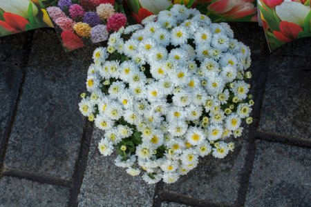 Foto de Hermosas flores frescas como fondo - Imagen libre de derechos
