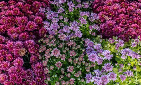 Téléchargez les photos : Floraison printanière des fleurs en pot dans un magasin de fleurs - en image libre de droit