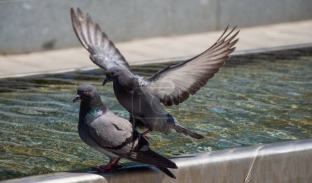 Téléchargez les photos : Les pigeons assoiffés boivent de l'eau par une chaude journée à la fontaine - en image libre de droit