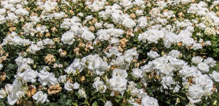 Foto de Florecientes hermosas rosas blancas coloridas como fondo floral - Imagen libre de derechos