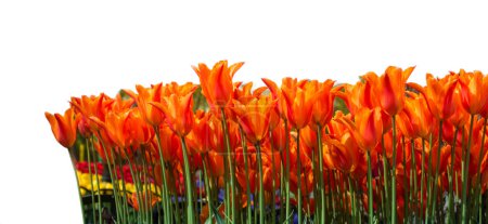 Téléchargez les photos : Belles fleurs de tulipe pour la conception de beauté de carte postale. Papier peint tulipe. conception de tulipes. . Tulipes sur fond blanc. Isolez Banner. copyspace - en image libre de droit