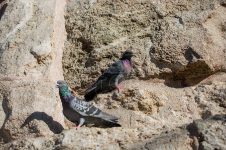 Téléchargez les photos : Les pigeons sont assis sur un fond rocheux - en image libre de droit