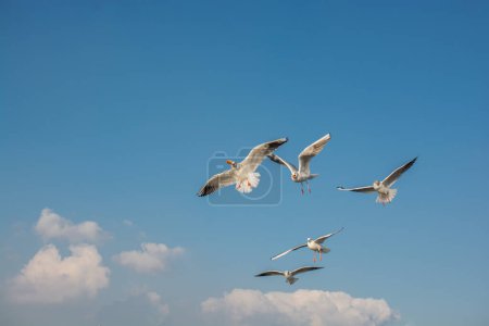 Foto de Gaviota volando en el cielo. Cielo volador de gaviota como concepto de libertad - Imagen libre de derechos