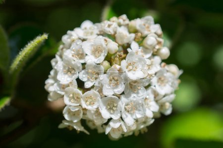 Téléchargez les photos : Floraison des arbres fleurs belles fleurs au printemps - en image libre de droit