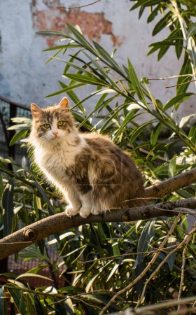 Téléchargez les photos : Un autre portrait des chats de rue sans abri - en image libre de droit
