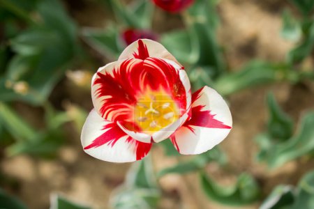 Téléchargez les photos : Fleur de tulipe colorée exceptionnelle fleurir dans le jardin de printemps - en image libre de droit