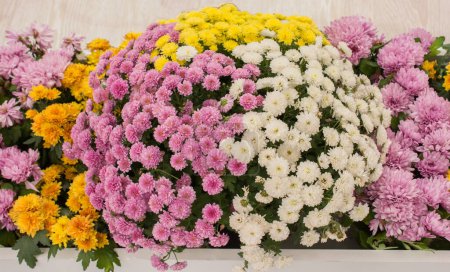 Téléchargez les photos : Belles fleurs fraîches comme fond - en image libre de droit