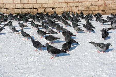 Téléchargez les photos : Beaux pigeonniers, colombes de la ville vivent dans un environnement urbain - en image libre de droit