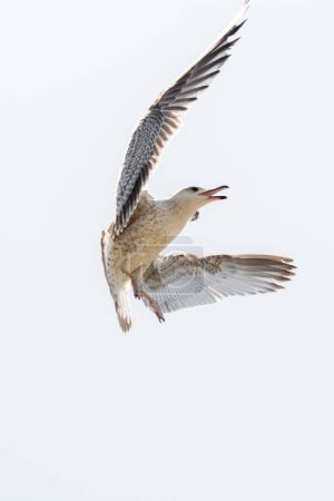 Téléchargez les photos : Mouette unique volant dans le ciel comme arrière-plan - en image libre de droit