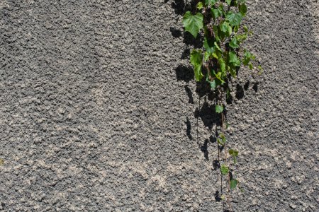 Foto de Textura de planta de primavera abstracta para un fondo natural. Concepto de hoja verde. - Imagen libre de derechos