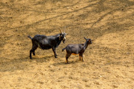 Foto de Cabras jóvenes caminando sobre el fondo del suelo - Imagen libre de derechos