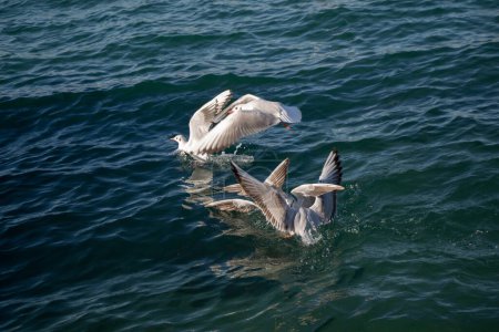 Téléchargez les photos : Les mouettes sont sur les eaux de la mer - en image libre de droit