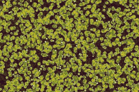 Foto de Forma de la célula bacteriana: cocos, bacilos, fondo de bacterias de la espirilla - Imagen libre de derechos