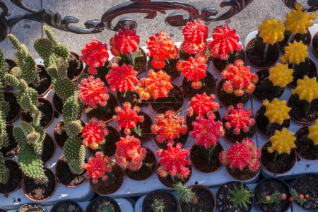 Foto de Pequeña planta de cactus colorido en una olla pequeña - Imagen libre de derechos