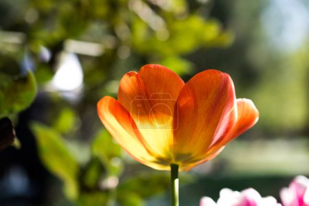 Téléchargez les photos : Fleur de tulipe unique fleurissant au printemps - en image libre de droit