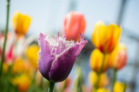 Foto de Hermosa flor de tulipanes coloridos en el jardín primavera - Imagen libre de derechos