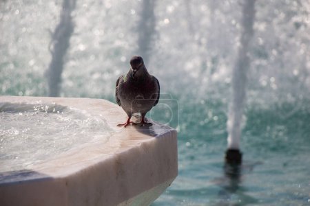Téléchargez les photos : Pigeon de ville au bord de l'eau à une fontaine - en image libre de droit