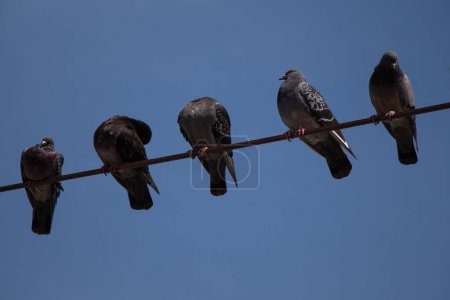 Téléchargez les photos : Pigeon oiseaux perchés sur fil avec fond bleu ciel - en image libre de droit