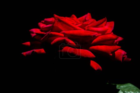 Téléchargez les photos : Belles roses fraîches en vue rapprochée - en image libre de droit
