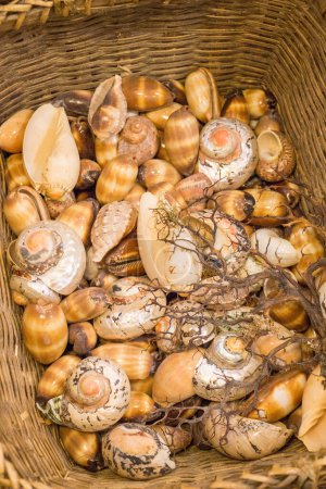 Photo for Same type of sea shells collected for decorative purposes - Royalty Free Image