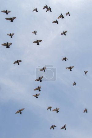 Téléchargez les photos : Un troupeau d'oiseaux vole dans un ciel bleu - en image libre de droit