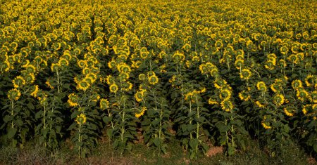 Téléchargez les photos : Paysage de champ de tournesol, champ de tournesols en fleurs comme fond naturel - en image libre de droit