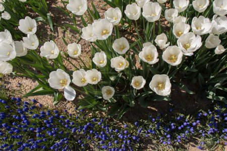 Téléchargez les photos : Fleurs de tulipes de couleur blanche fleurissent dans le jardin - en image libre de droit