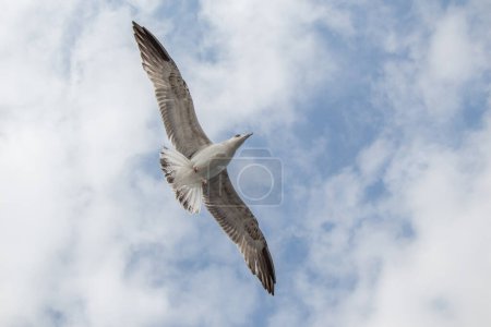 Téléchargez les photos : Mouette unique volant dans un ciel nuageux comme arrière-plan - en image libre de droit
