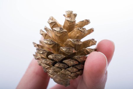 Photo for Pine cone in hand on a white background - Royalty Free Image