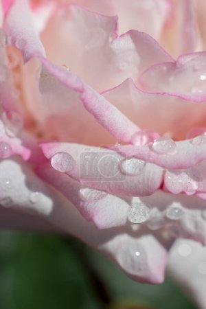 Photo for Beautiful colorful Rose with water drops on it - Royalty Free Image