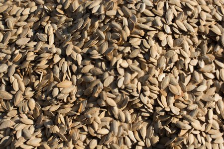 Foto de Muchas semillas grandes semillas de calabaza - Imagen libre de derechos