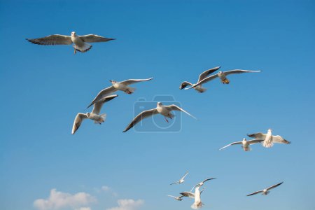 Foto de Gaviota volando en el cielo. Cielo volador de gaviota como concepto de libertad - Imagen libre de derechos