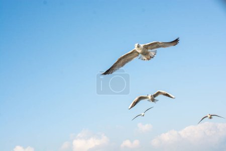 Foto de Gaviota volando sobre el mar en Estambul entorno urbano - Imagen libre de derechos