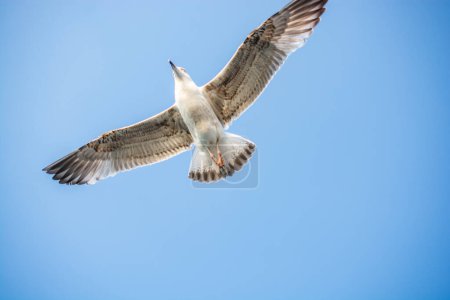 Foto de Gaviota aves marinas está volando en el cielo como concepto de libertad - Imagen libre de derechos
